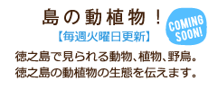 徳之島で見られる動物、植物、野鳥。徳之島の動植物の生態を伝えます。