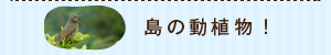 島の動植物！